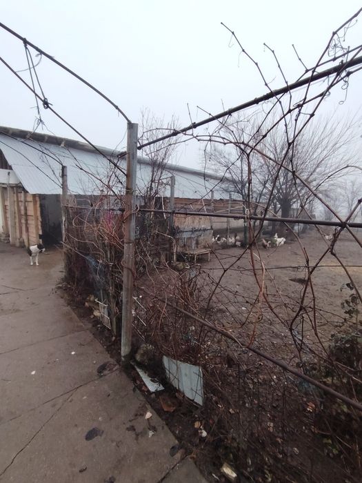 Casă de vânzare Letca Noua