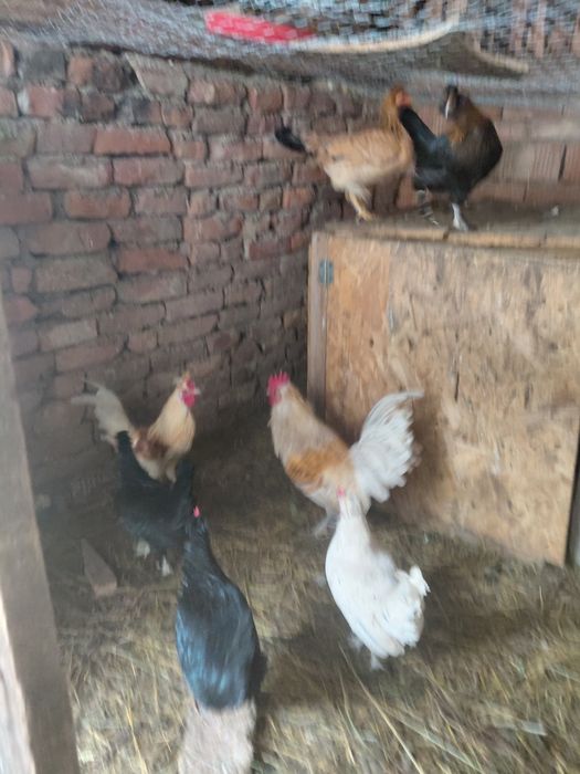 Găini de iopan , vreo 5 sunt de 2 ani, restul din toamnă