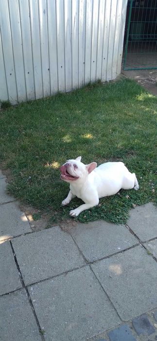 Femela adulta bulldog francez cu pedigree