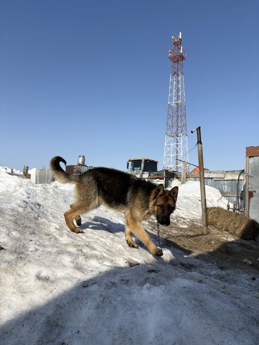 Офчарка  немецки