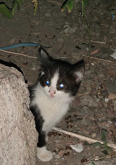 Красавчик котёнок!