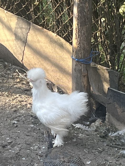 pui de mătase japoneză