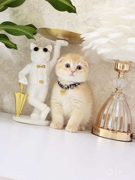 Чистокровные котята