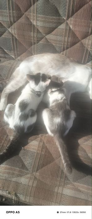 Отдам Кошек и котят даром