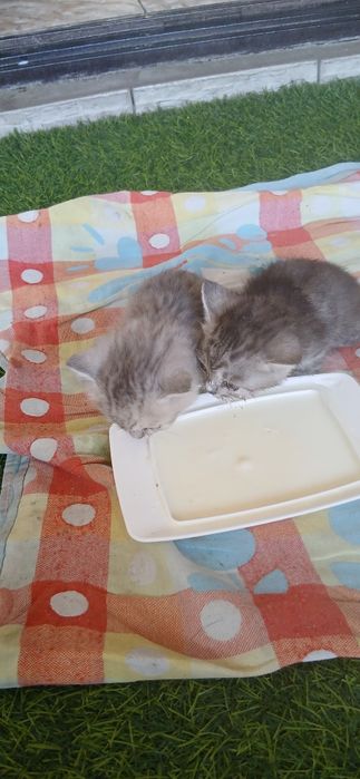 Отдам котят в добрые руки