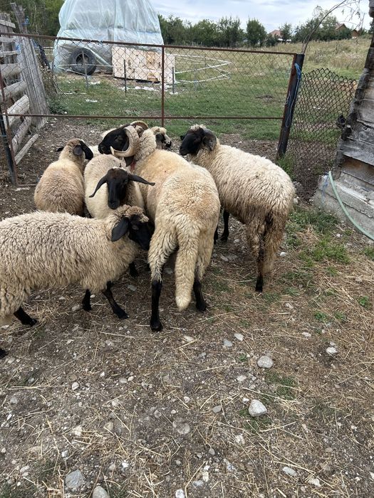 Vand oi carabase si 2 turcanr