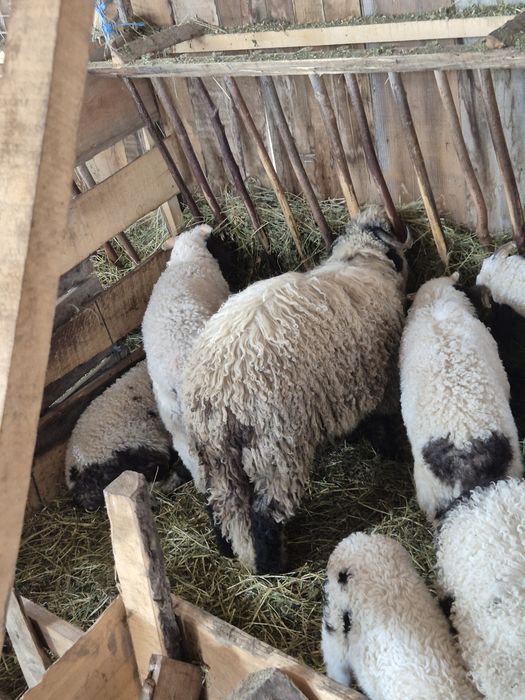 Vând miei pentru tăiat și ținut