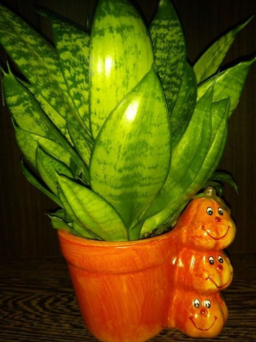 Коледниче,исусов венец,кротон,бамбук,дървовидно алое,красула,сенсевиер