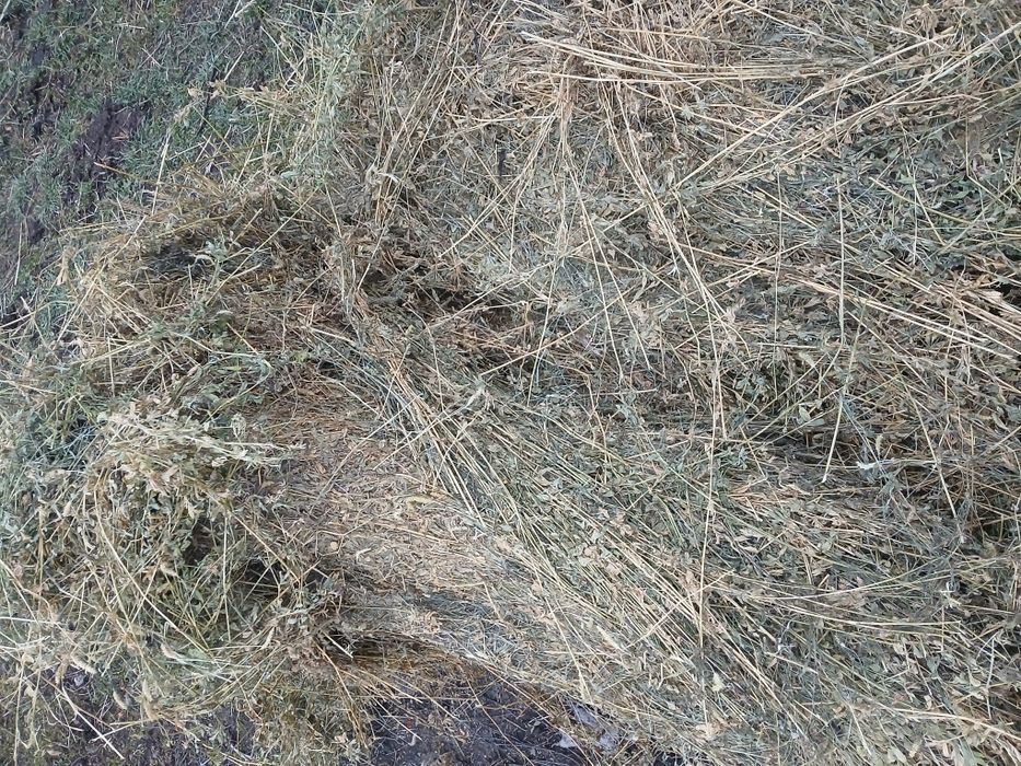 Vând baloti de lucerna coasa 2