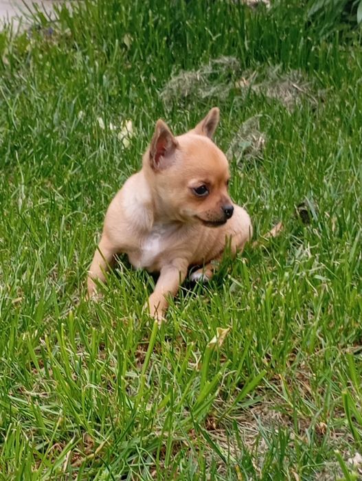 Свободен  женски чихуу пинчер