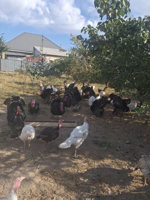 Продам индков бронза 708