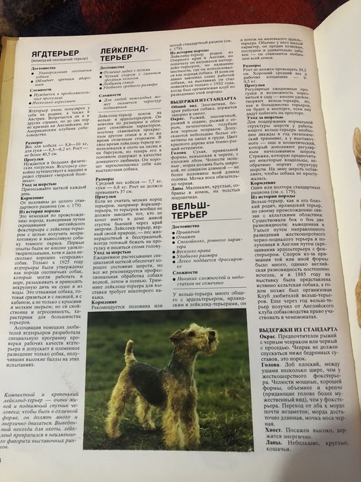 Ваша собака. Джоан Палмер