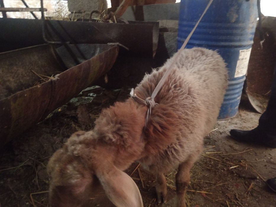 Qirgiz qoy urgochi toqlik Киргиз кой соглик туклик