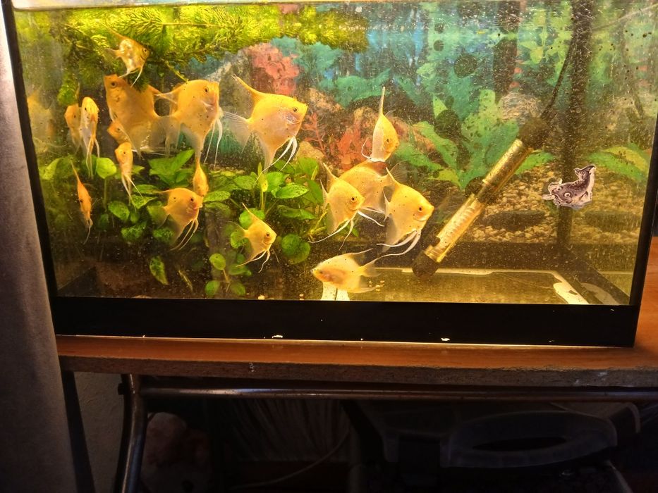 Продам аквариум 50л. Со всем содержимом