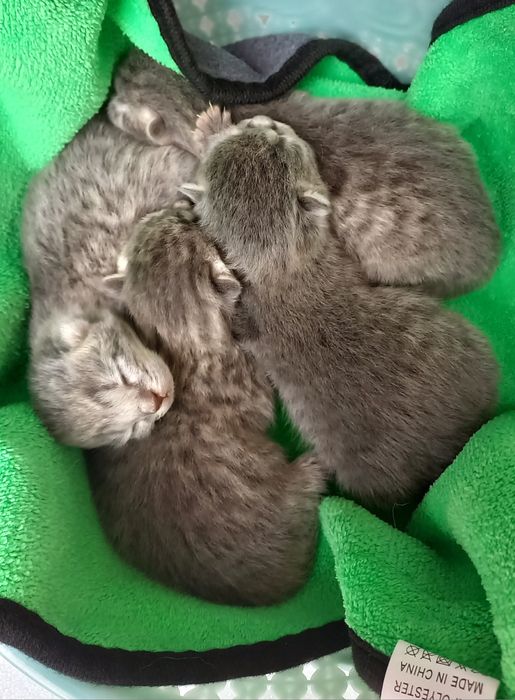 Продаются котята скоттиш фолд и скоттиш страйт