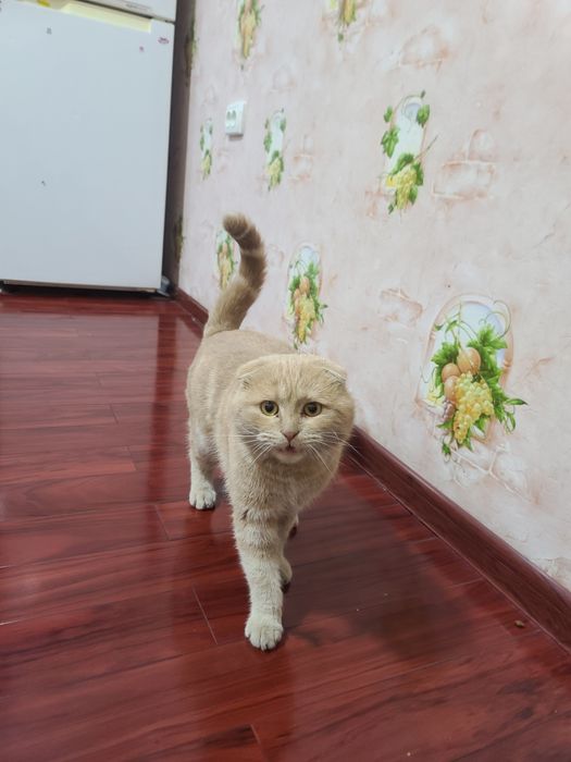 Шотландская вислоухая