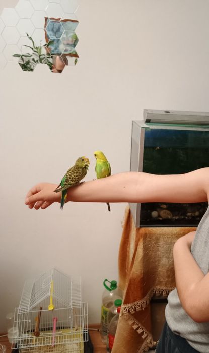 Ръчно хранени социални вълнисти папагали.