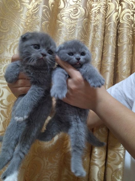 Котята вислоухие