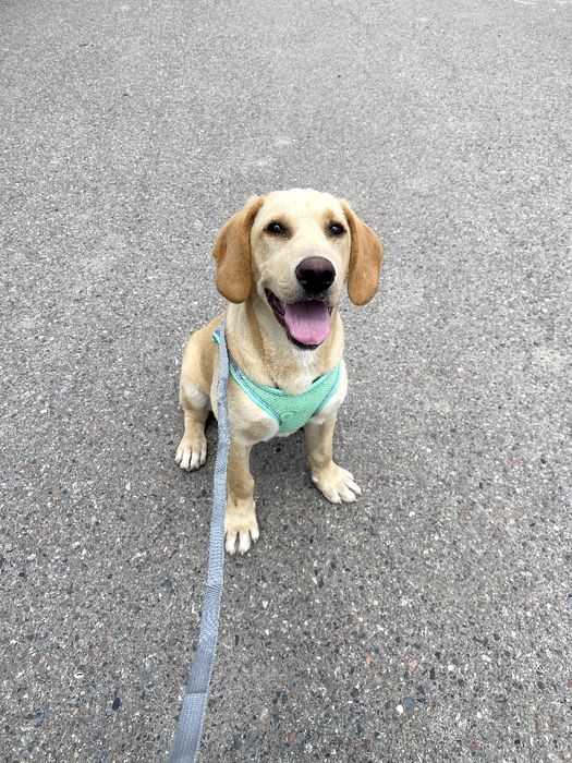 Labrador Retriver