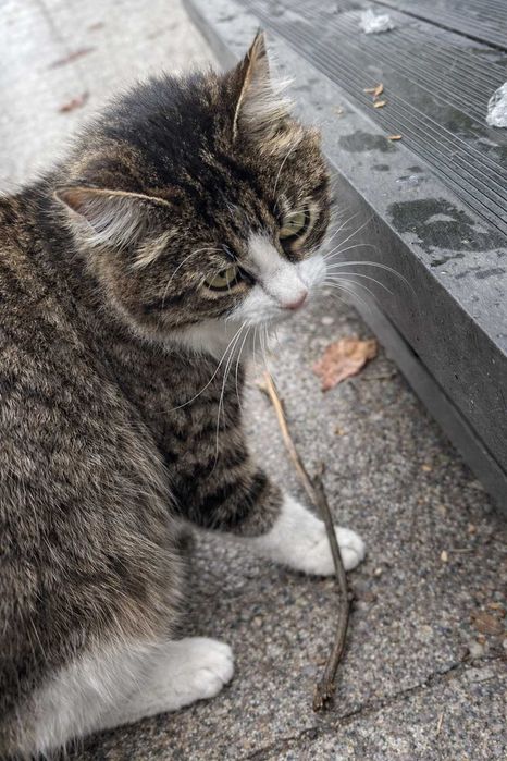 Feli - pisica "vorbăreaţă"