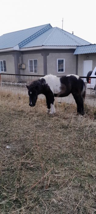 Пони девочка кабылка