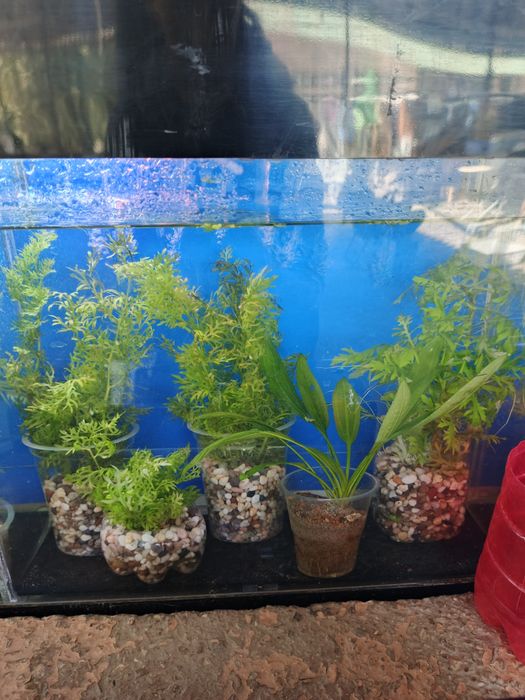 Аквариумные растения!