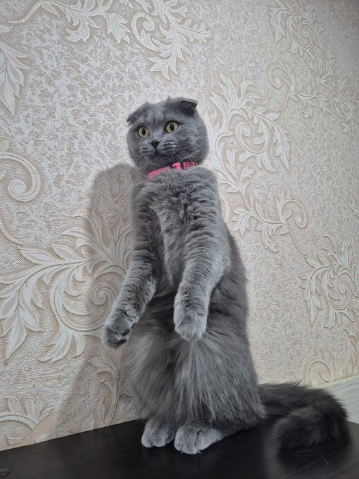 Продам котят бритацы
