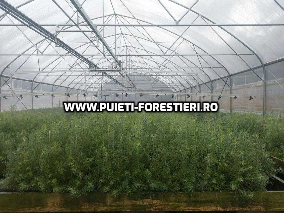 Puieti containerizati larice (Larix decidua) apti de plantat