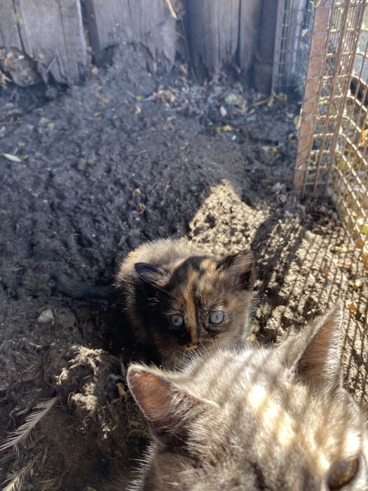 Отдаю котят бесплатно