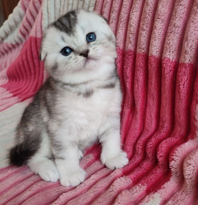 Продаю котят шотландский