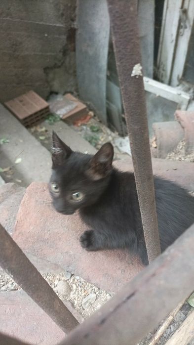 Подарявам котета