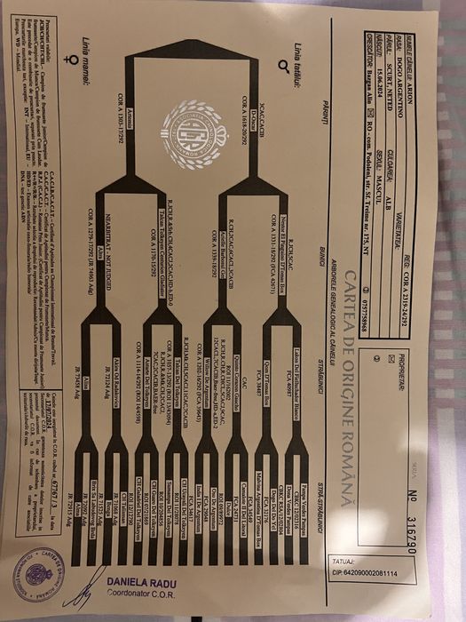Mascul Dog Argentinian
