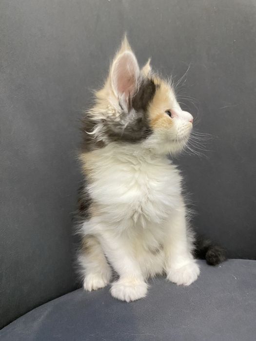 Котята мейн кун в Астане