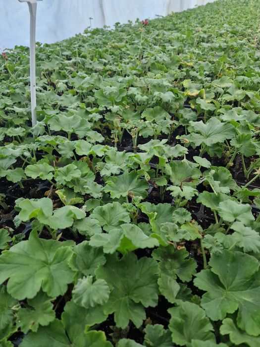 Butași muscate înrădăcinați