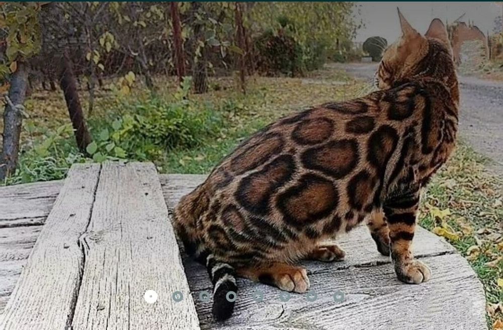 Бенгальские котята шоу класса