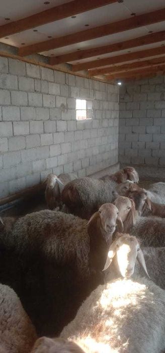 Откорм тоқты қошқарлар