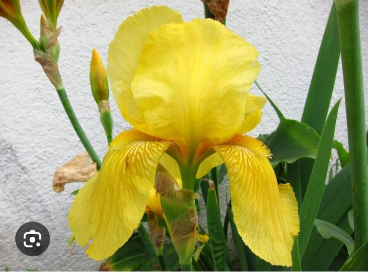 Продается ирисы желтого цвета