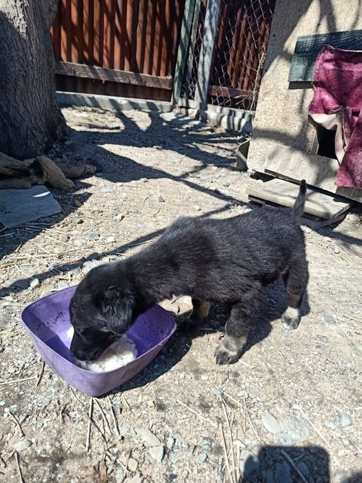 Отдам бесплатно щенка. Девочка