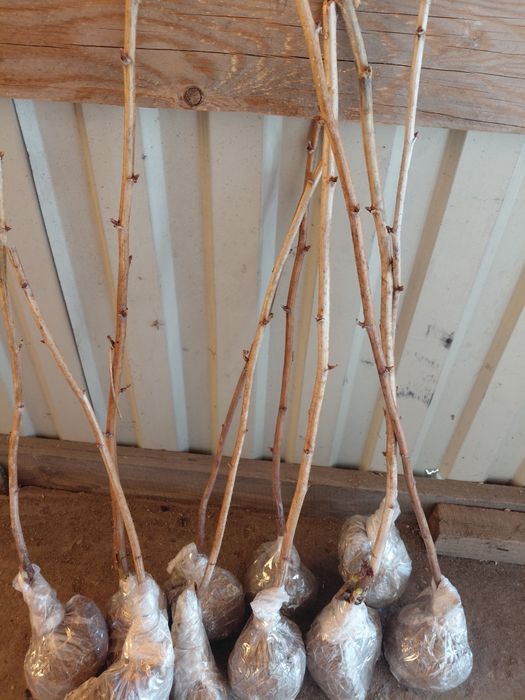 Продам саженцы рассада