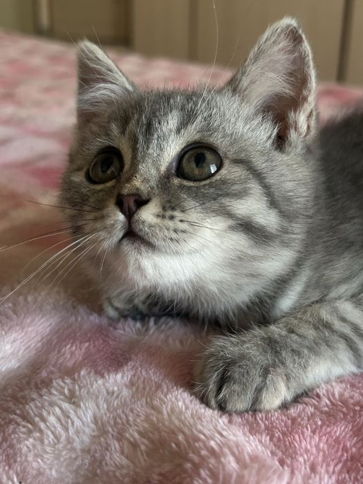 котенок Скоттиш страйт