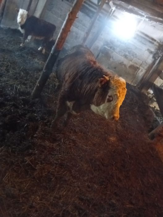 Бука сатам откорым