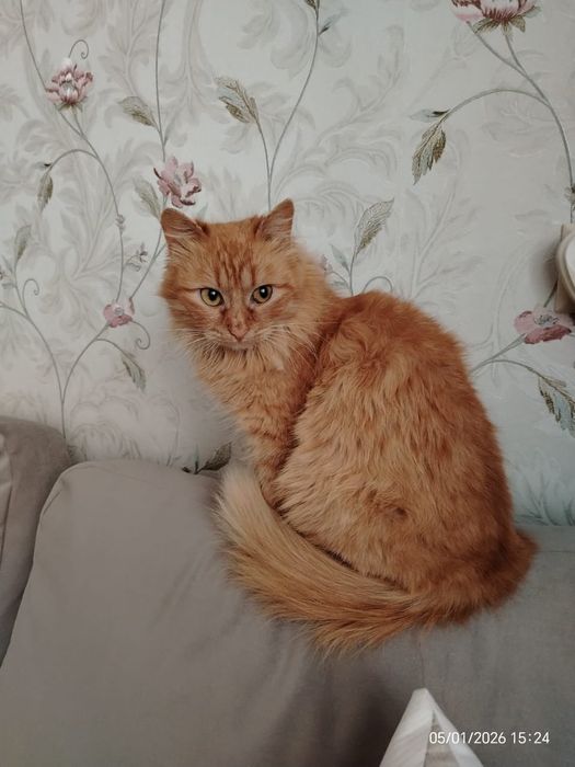 Молодая  кошечка