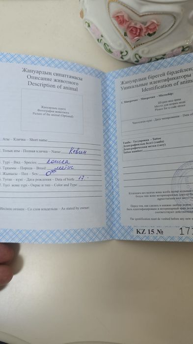 Полупородистый кот пристраивается