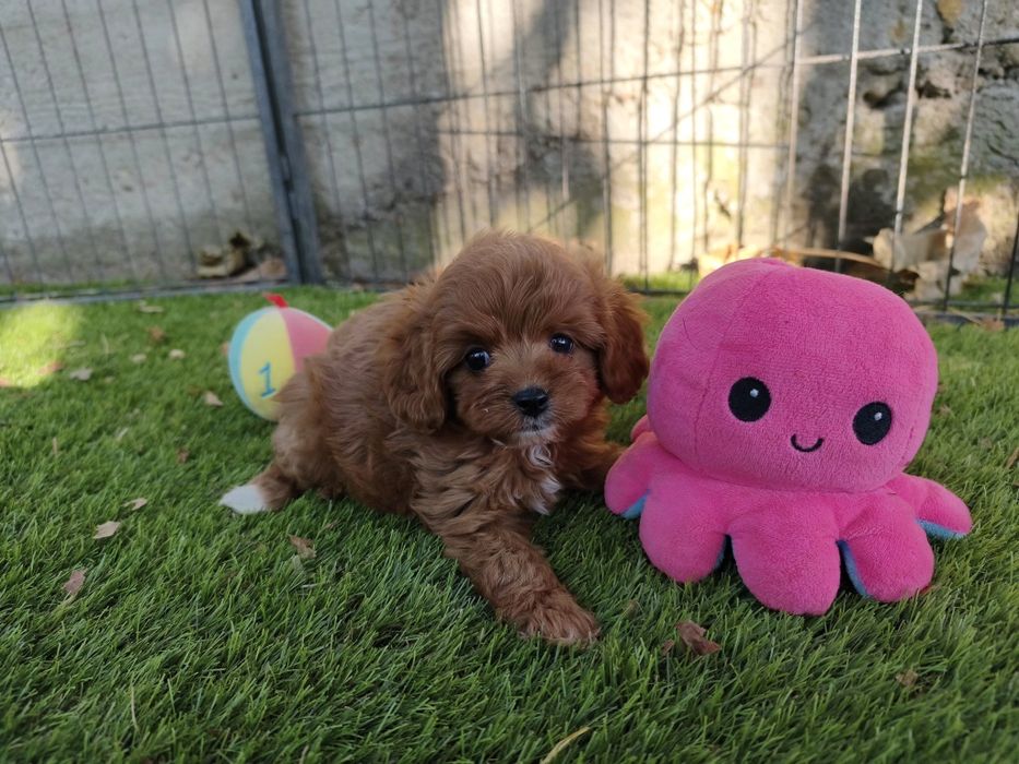 Vand baietel Cavapoo f1 rosu mini