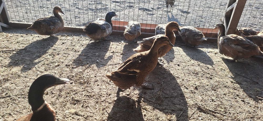 Oua rata Rouen pentru incubat