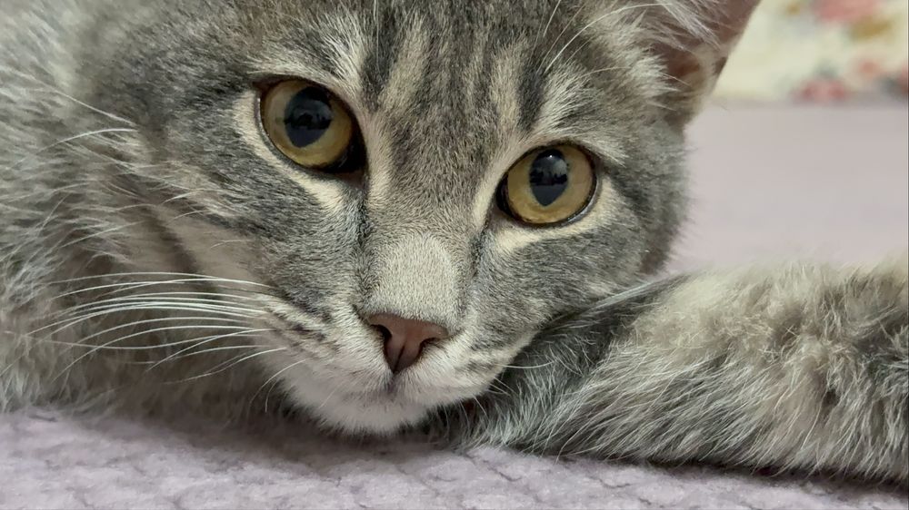 Отдам в добрые руки умного красавца