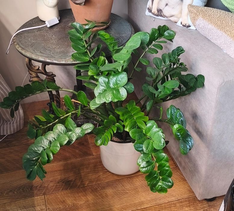 Продам комнатные цветы