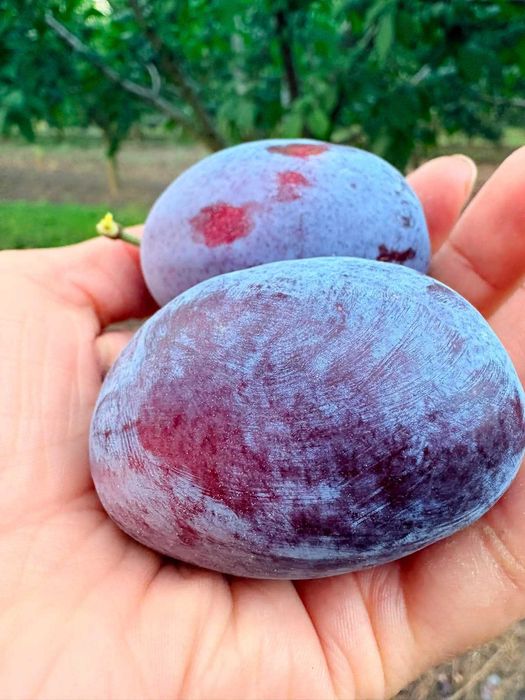 Prune Stanley pt tuica