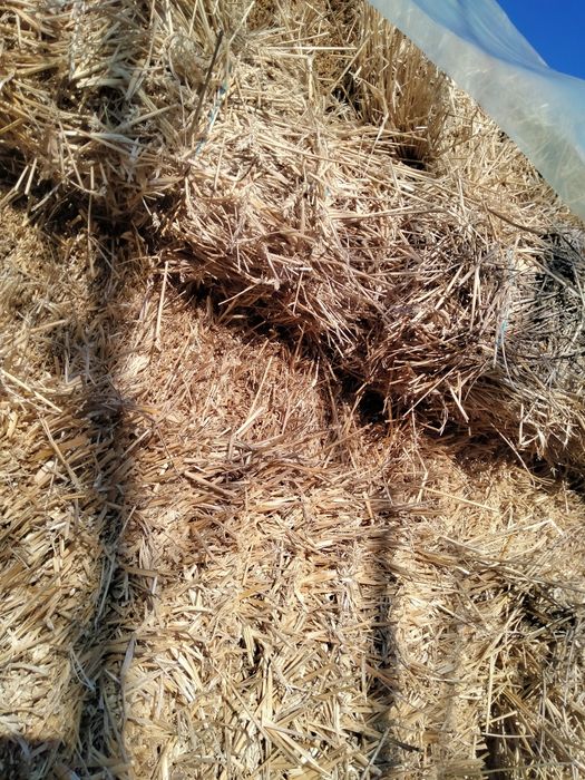 Vând baloți de paie