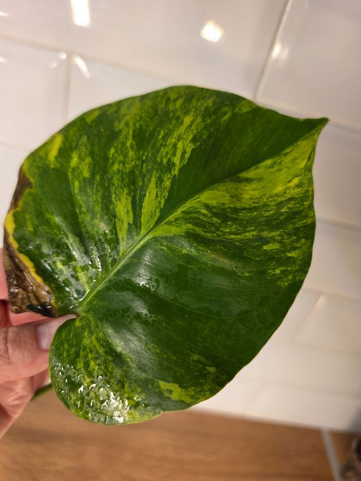 Монстера Мэрилин (Monstera Yellow Marilyn)
